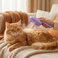 SteamPaw lifestyle fix
